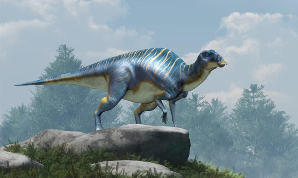 Maiasaura, un adrosauro, su massi in cima a una collina.  Questo dinosauro dal becco d'anatra, ora estinto, era un erbivoro vissuto durante il Cretaceo.