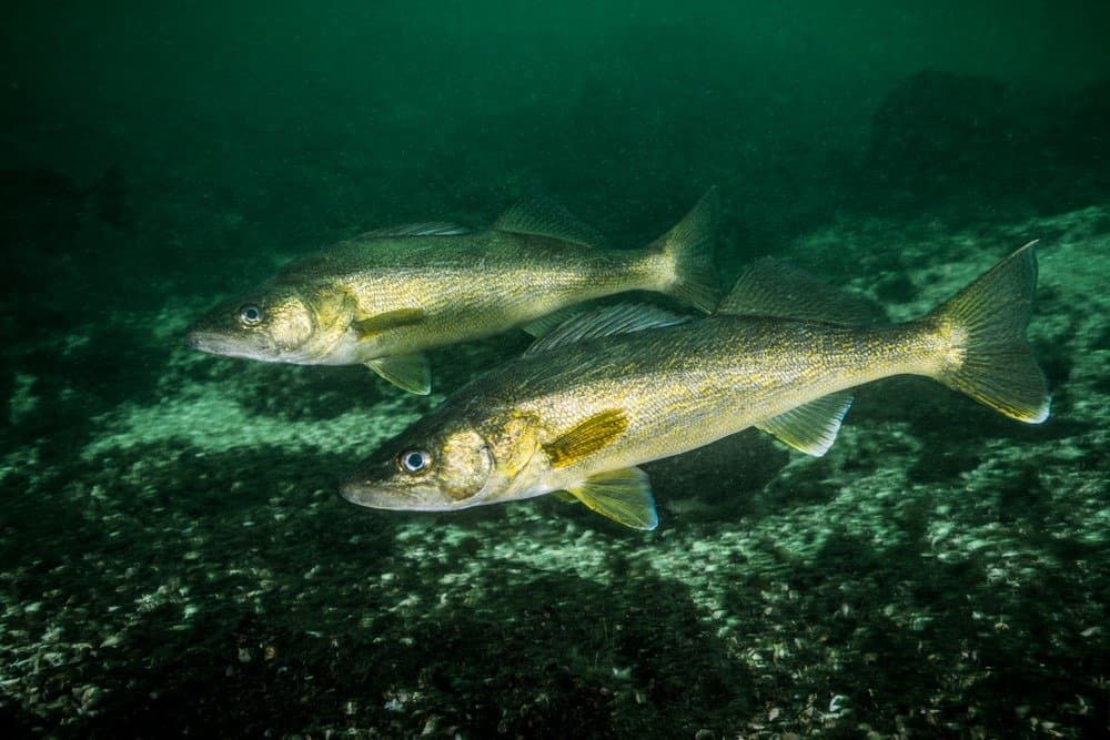 Pesce walleye nel fiume St-Lawrence