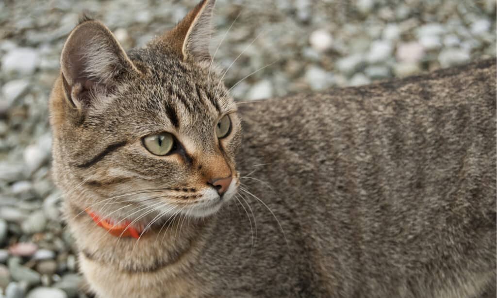 Collare antipulci di gatto