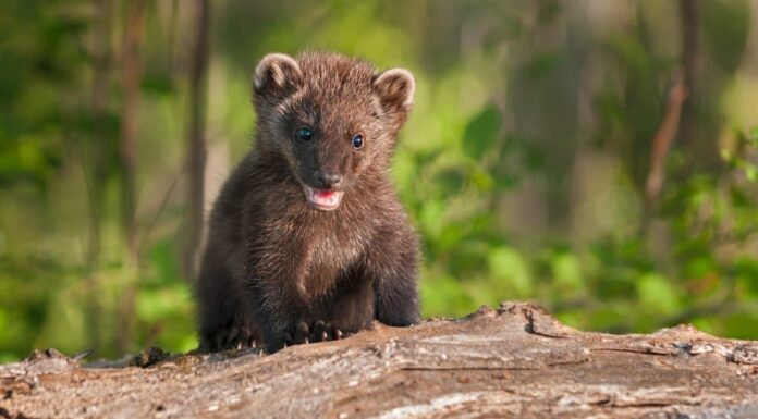 The fisher cat (Pekania pennanti) sitting in snow in the winter.