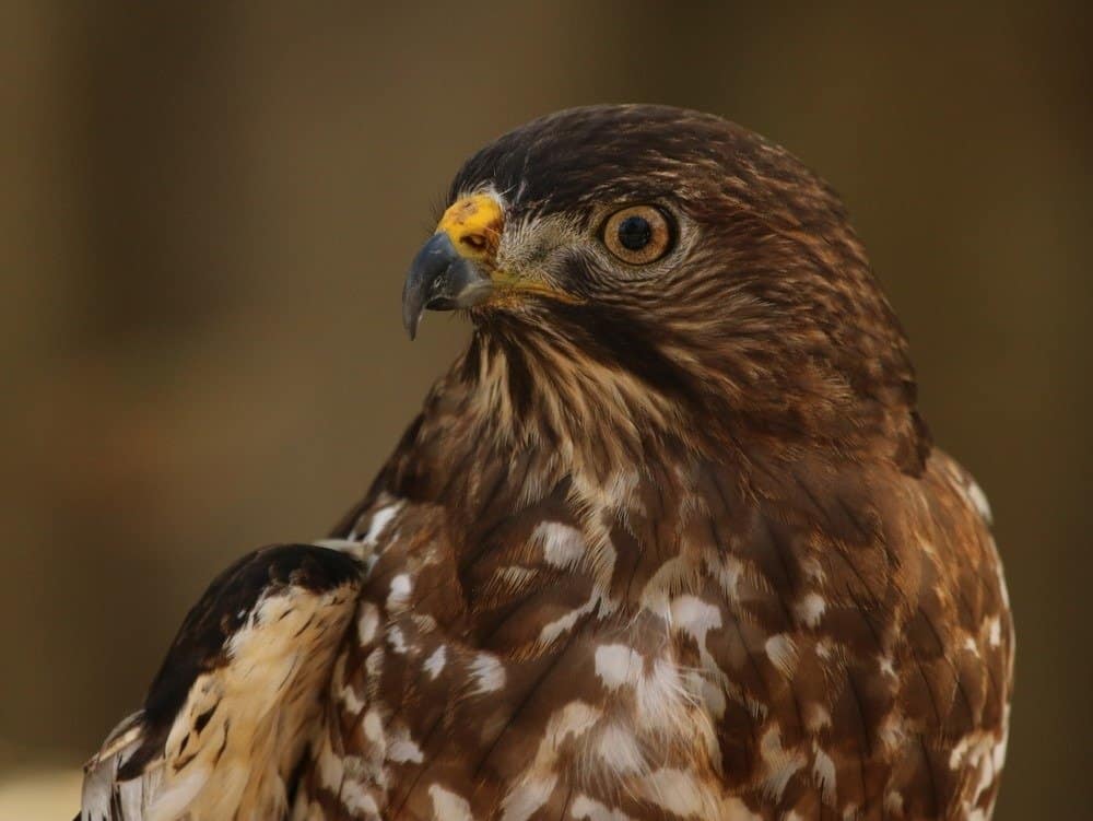 Il primo piano del falco di Cooper nel profilo