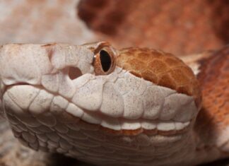 The Copperhead’s scales are keeled, and their eyes have vertical pupils that make them resemble cat’s eyes.