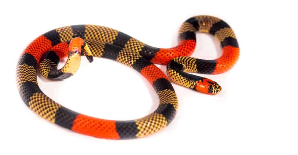 10 serpenti del Rio delle Amazzoni