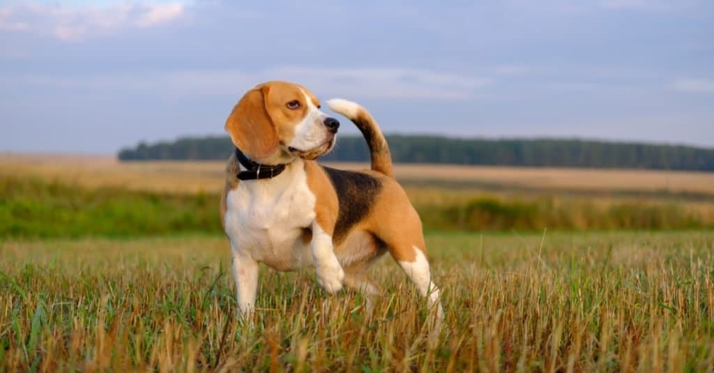 Cane più vecchio: Butch, il Beagle più vecchio