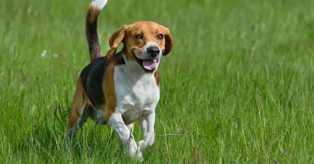 Cani da ricerca e soccorso - Beagle