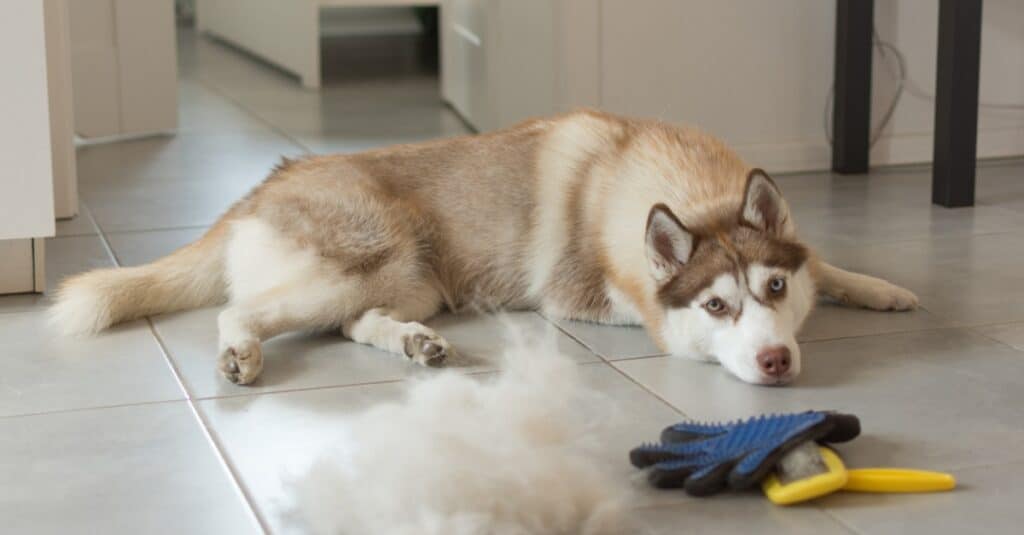 Siberian Husky sdraiato sul pavimento dopo essere stato spazzolato