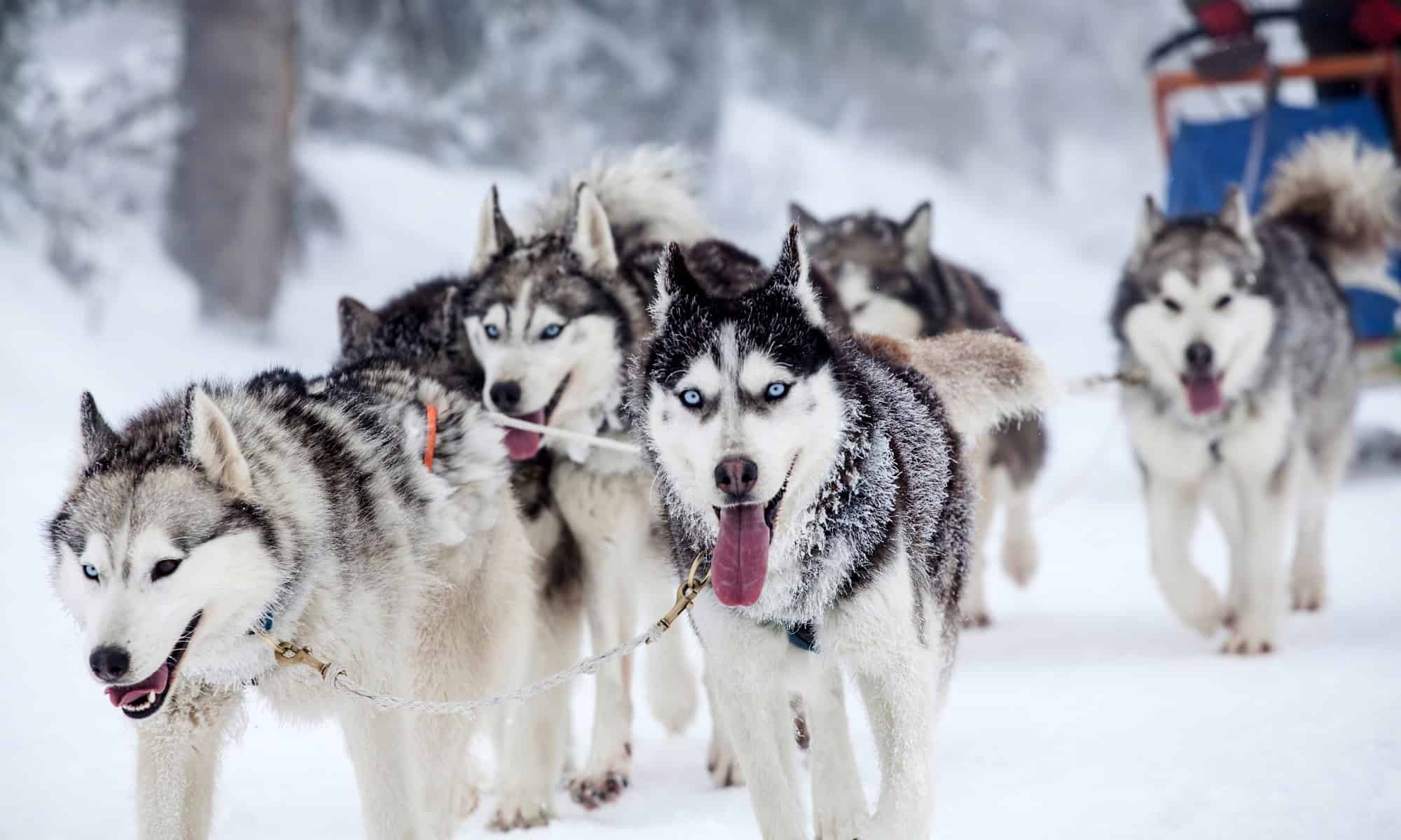 Perché i Siberian Husky hanno gli occhi azzurri