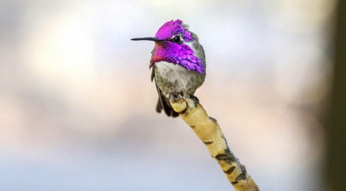 Il colibrì di Costa

