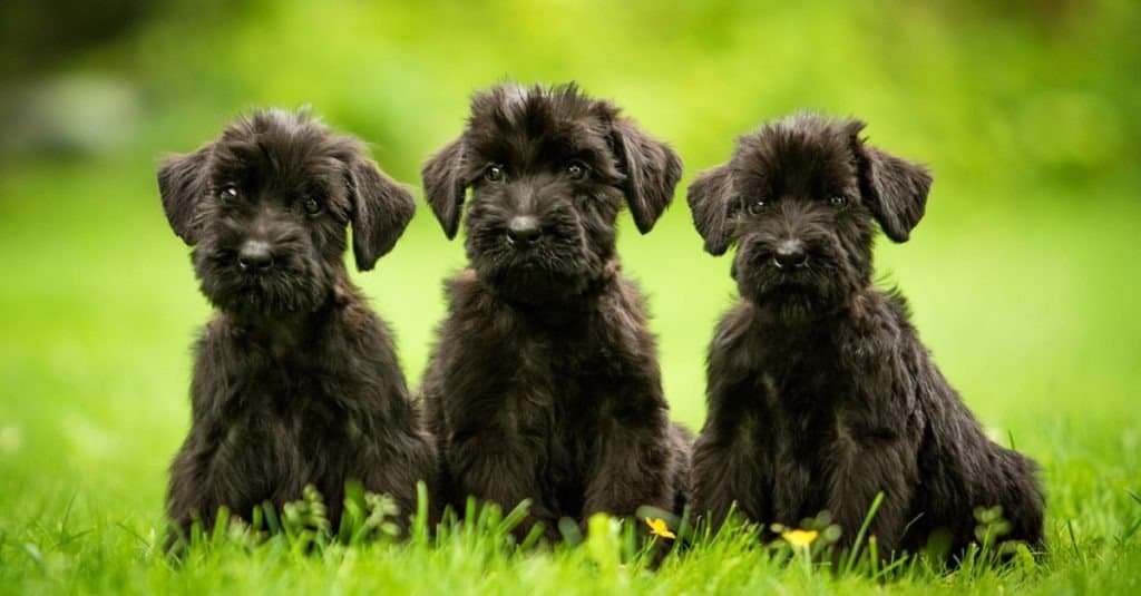 Tre cuccioli di Schnauzer gigante seduti sul prato