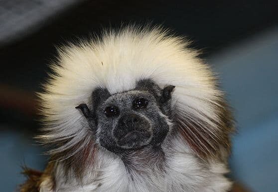 Tamarin in cotone
