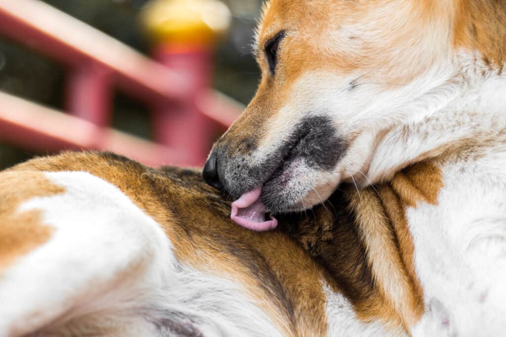 cane che si lecca