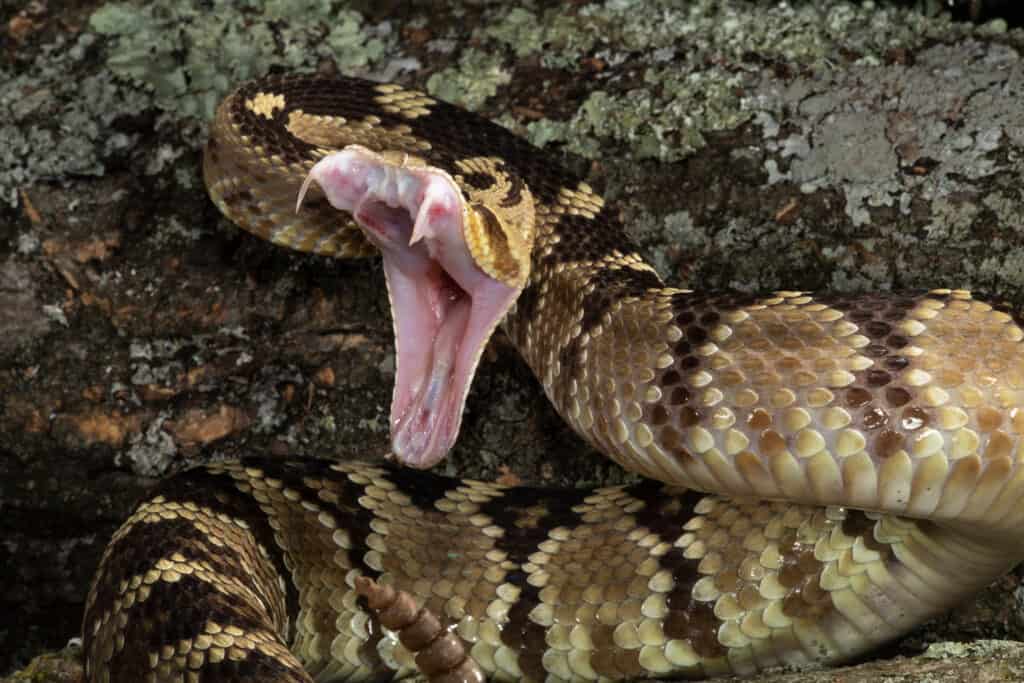 Un serpente a sonagli dalla coda nera, Crotalus molossus, che colpisce una preda o una minaccia