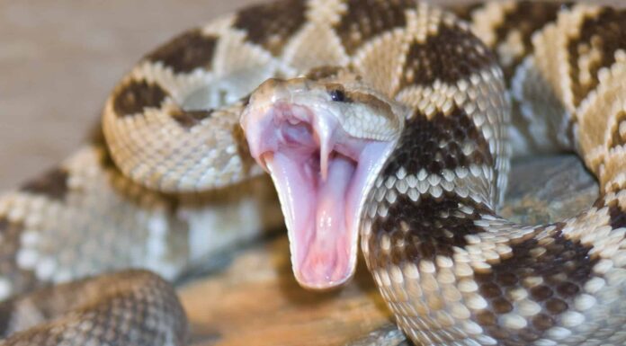 Denti da serpente a sonagli: tutto ciò che devi sapere
