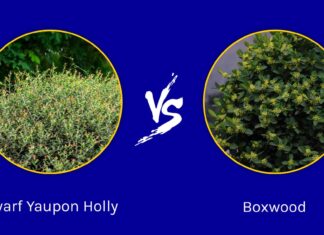 Dwarf Yaupon Holly vs Boxwood: quali sono le differenze?
