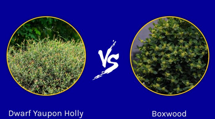 Dwarf Yaupon Holly vs Boxwood: quali sono le differenze?
