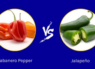 Habanero Pepper contro Jalapeño
