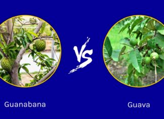 Guanabana vs Guava: 5 differenze chiave
