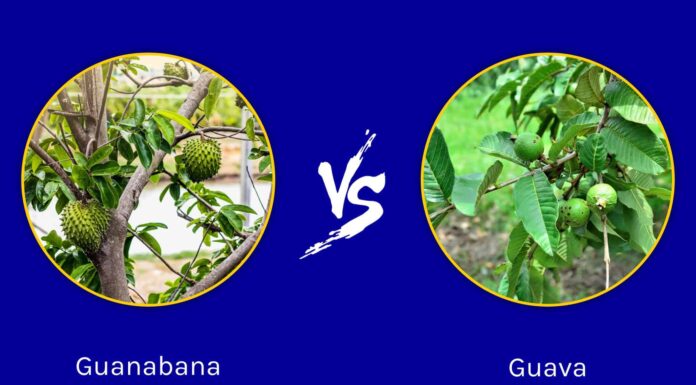 Guanabana vs Guava: 5 differenze chiave

