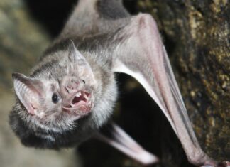 Denti da pipistrello da vampiro: tutto ciò che devi sapere
