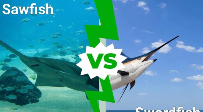 Sawfish vs Swordfish: 7 differenze chiave tra questi pesci
