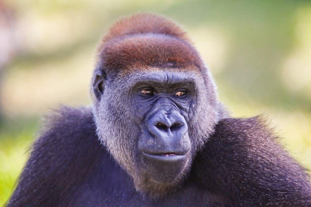 Ritratto del gorilla del fiume Cross