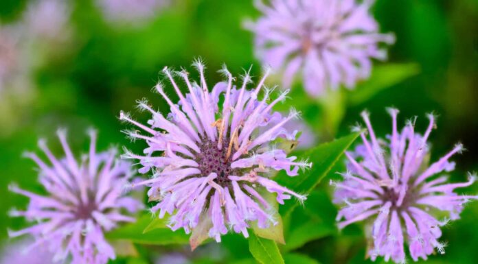 bee balm seeds