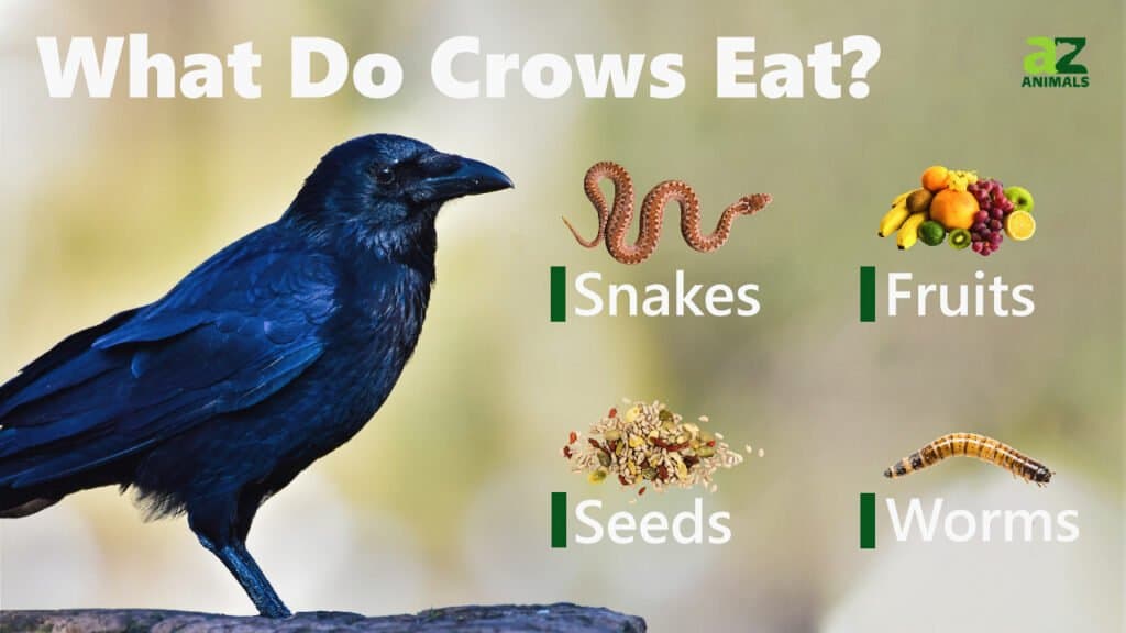 Cosa mangiano i corvi 