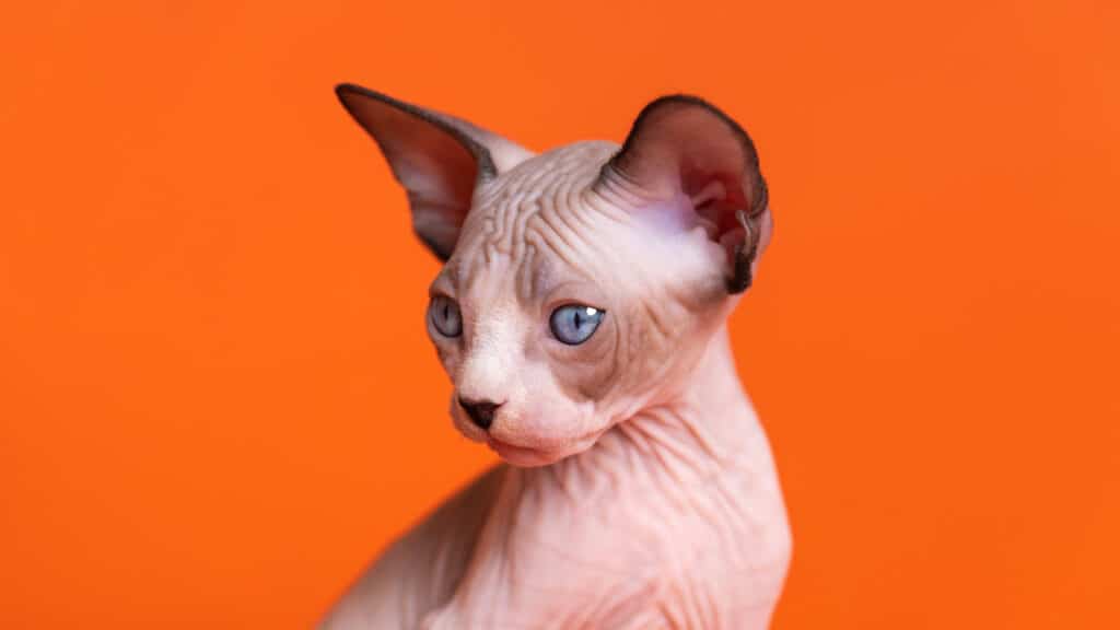 Tipi di gatti glabri: gattino con occhi azzurri distogliendo lo sguardo