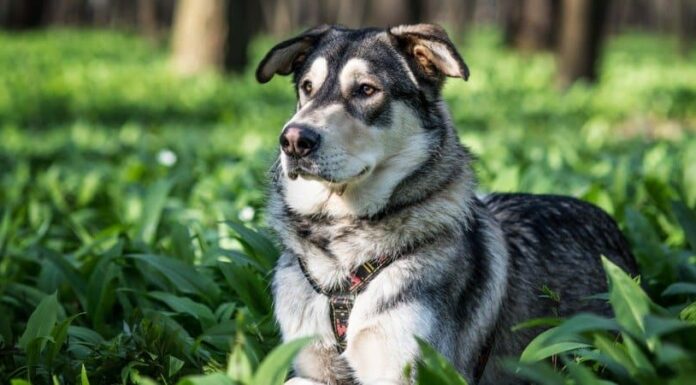 Cane lupo cecoslovacco
