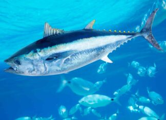  mostri marini!  I 10 pesci trofei più grandi mai catturati in Florida (3 sono più di 1.000 libbre!)
