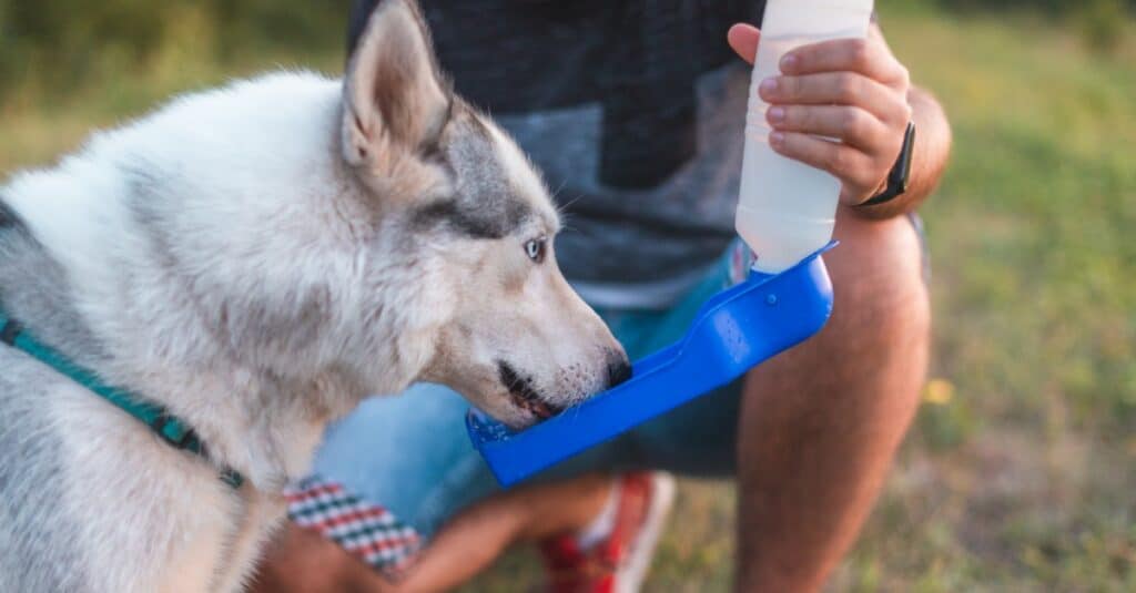 husky che beve dalla bottiglia d'acqua