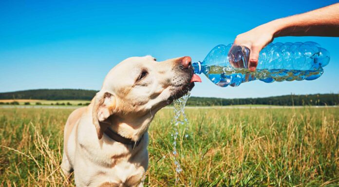  I cani possono bere Gatorade in sicurezza?  Quali sono i rischi?
