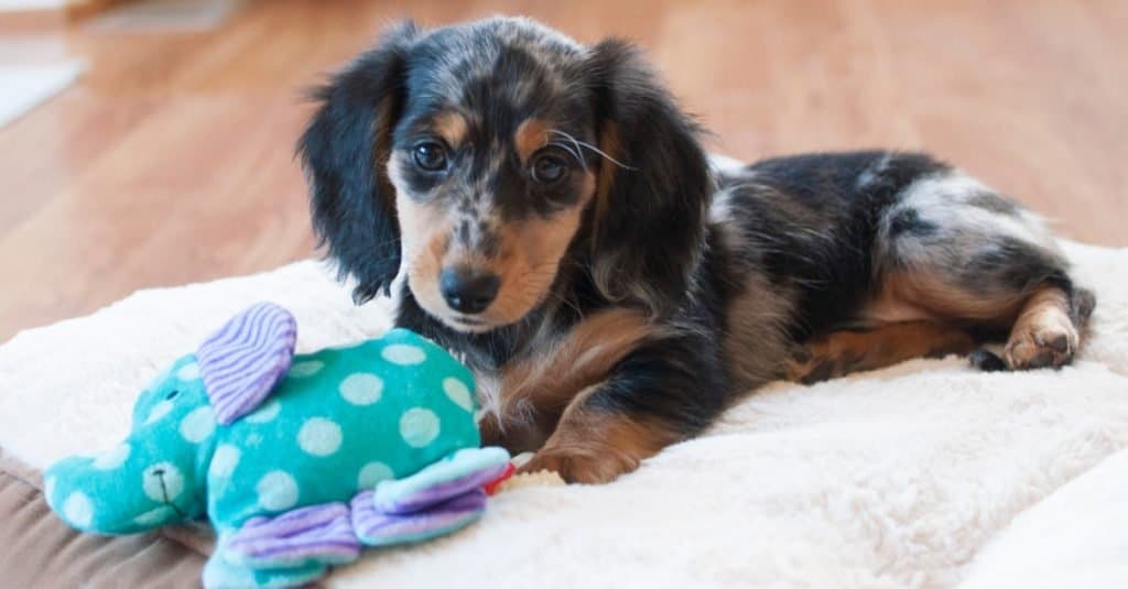 Cucciolo di Dachshund Dapple in miniatura dai capelli lunghi sdraiato sul letto del cane con il giocattolo.