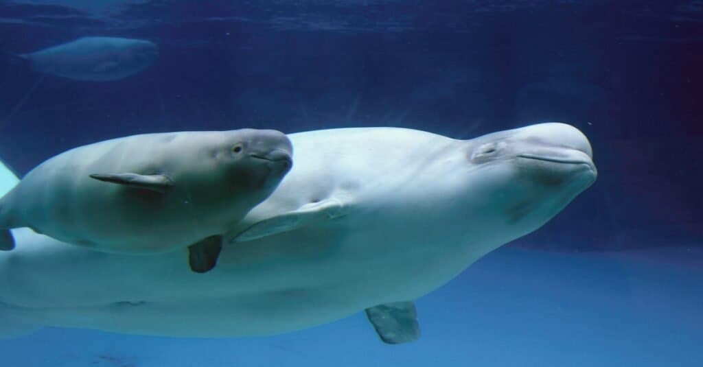 Animali che usano la balena Sonar-Beluga