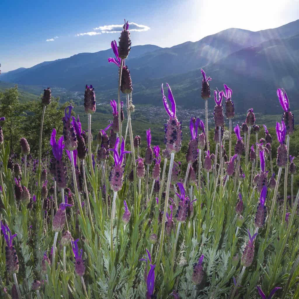 lavanda francese