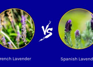 Lavanda francese vs lavanda spagnola: quali sono le differenze?
