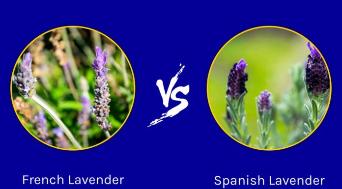 Lavanda francese vs lavanda spagnola: quali sono le differenze?
