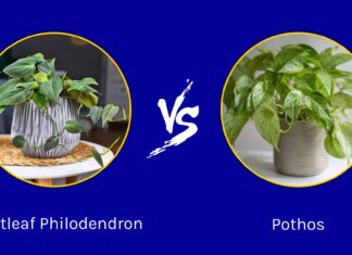 Heartleaf Philodendron vs. Pothos: qual è la differenza?
