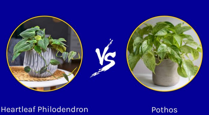 Heartleaf Philodendron vs. Pothos: qual è la differenza?
