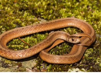 Il serpente marrone di De Kay

