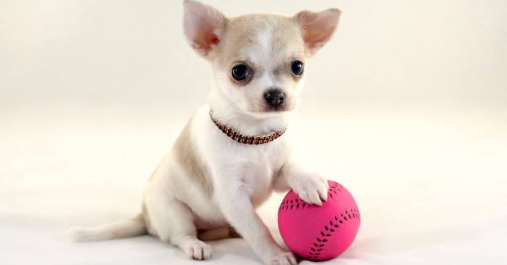Grazioso cucciolo di Chihuahua in miniatura, testa di cervo, a pelo corto, bianco, con una pallina da tennis su sfondo bianco.