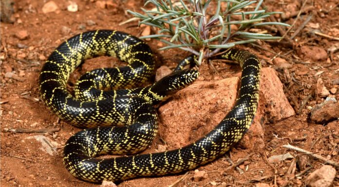 desert kingsnake