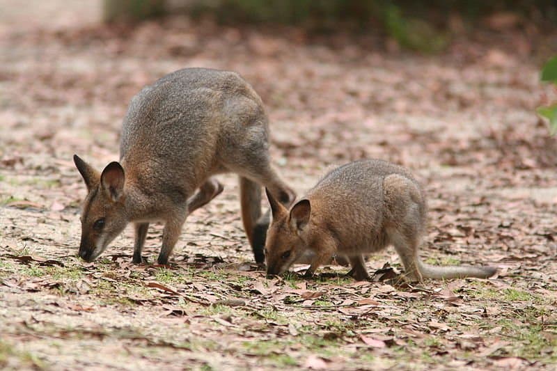 Wallaby dal collo rosso (Macropus rufogriseus) femmina con i giovani