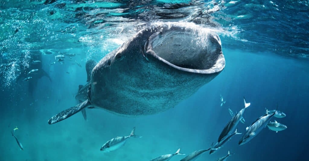 Cosa mangiano gli squali balena - Alimentazione filtrata per gli squali balena