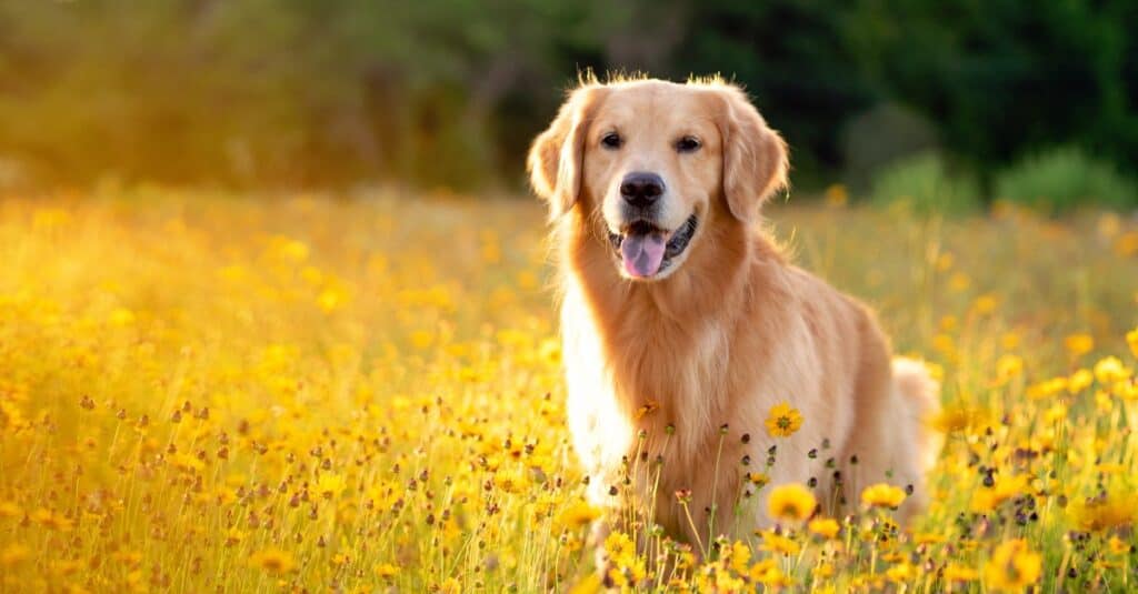 Golden Retriever in un campo di fiori gialli