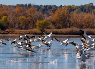 I 6 migliori posti per il birdwatching del Nord Dakota quest'estate
