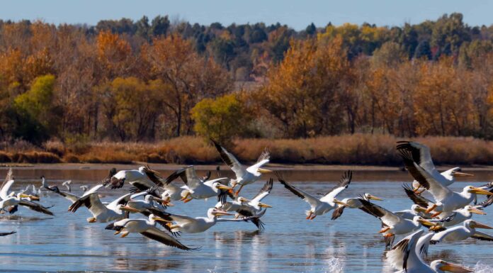 I 6 migliori posti per il birdwatching del Nord Dakota quest'estate
