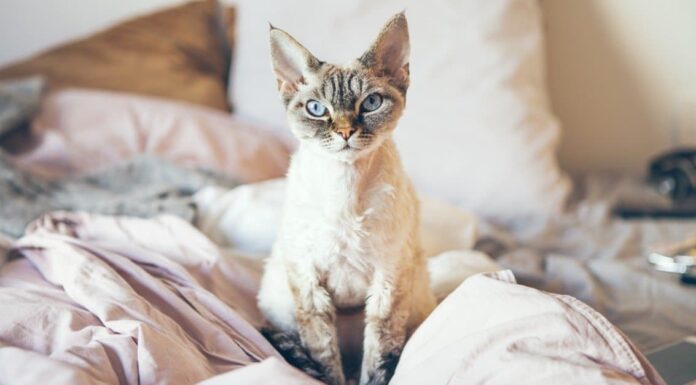 Devon Rex
