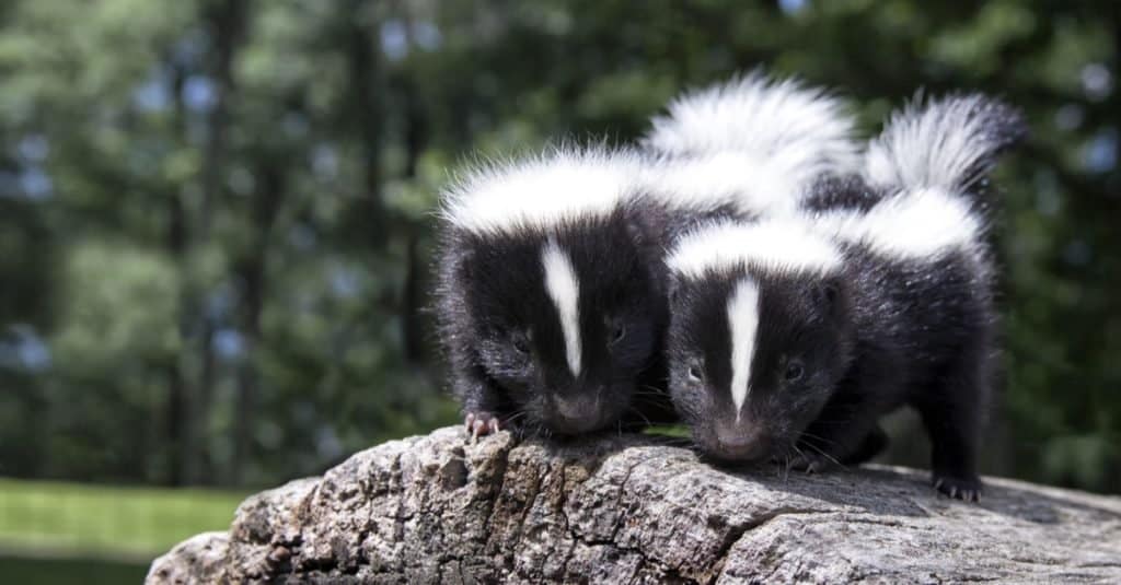 Coppia di baby skunk, fianco a fianco, su un tronco caduto.