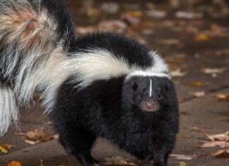 Skunks do not fully hibernate in the winter, instead they go into a state known as "torpor"